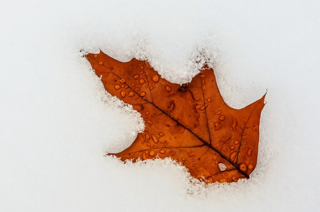 November 21 Snow Event